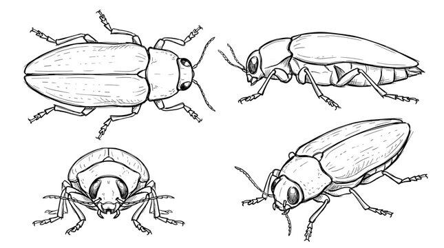 Four detailed black and white illustrations of a click beetle from different angles, showcasing its anatomy and form.