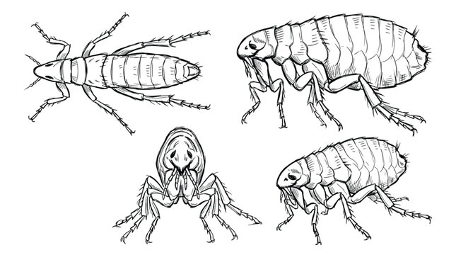 A detailed black and white illustration showcasing the anatomy of fleas from various angles, including a larval stage.