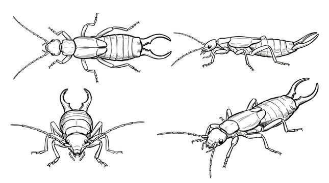 Four detailed black and white illustrations of an earwig from different angles, showcasing its anatomy and distinctive cerci.