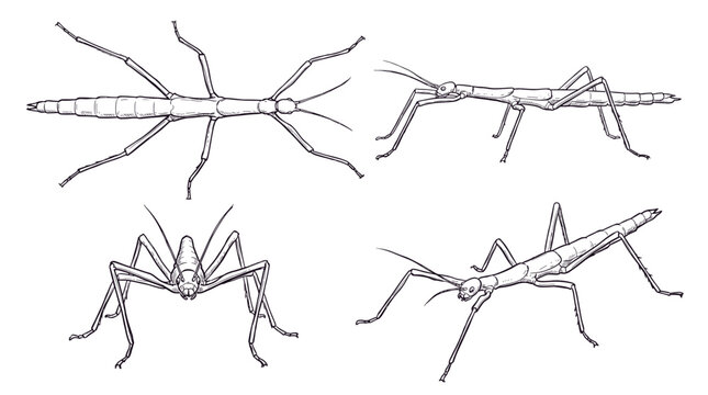 Four detailed black and white illustrations of a stick insect from different angles, showcasing its elongated body and legs.