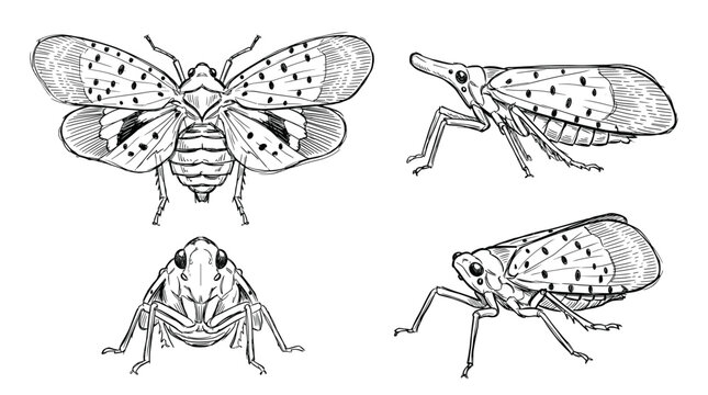 A detailed illustration of a spotted lanternfly from multiple angles, showcasing its distinctive wing patterns and body structure.