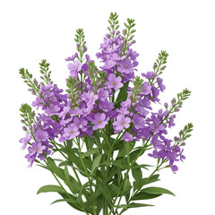 Obraz premium A vibrant cluster of purple flowers blooming on a green stem