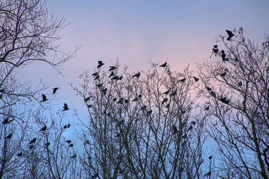 flock of western jackdaws sitting on bare tree branches against a colorful cloudy winter evening sky Bourgoyen nature reserve, Ghent, Flanders, Belgium 
