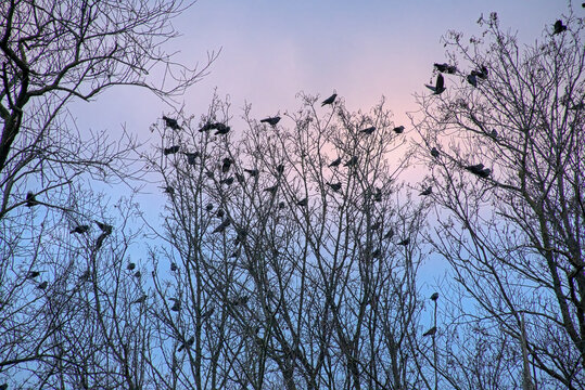 western jackdaws sitting on bare tree branches against a colorful cloudy winter evening sky Bourgoyen nature reserve, Ghent, Flanders, Belgium 