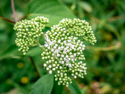 beautiful close up Eupatorium fortunei Flower Buds Beginning to Bloom
