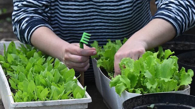 Eco-friendly urban gardening, mindful living, slow lifestyle trend, growing fresh organic greens at home, sustainable food production, self-sufficiency, reconnecting with nature, balance in fast-paced