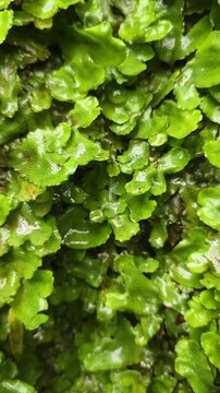 Liverwort plants with green thalli thriving on a moist surface, exhibiting vibrant patterns and textures essential for ecological balance and natural habitats