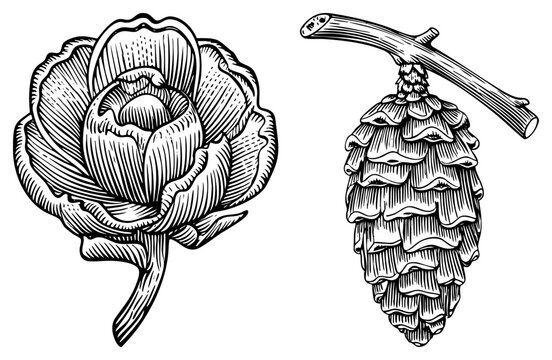 This detailed woodcut features a lush peony, also known as a cabbage rose, alongside a textured cone or pineberry. The intricate defines every petal and scale of these botanical specimens.