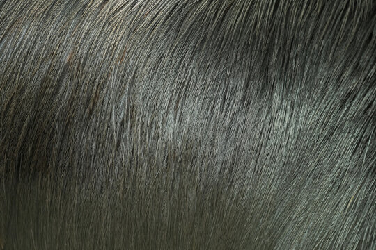 The intricacy of Casanova's feathers texture