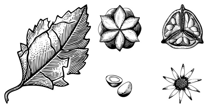 Hand drawn botanical illustrations of the neem tree, including medicinal leaves, bitter nim fruit, and sliced segments. This ink sketch collection detailed sections and seeds.