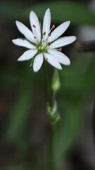 Fototapeta premium wild white flower on green background