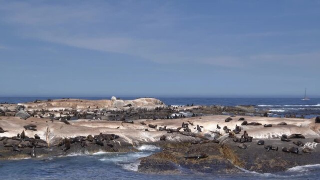 A large colony of Cape Fur Seals basking and interacting on sunlit rocks at Duiker Island, with a sailboat visible offshore in Hout Bay, Cape Town, South Africa.