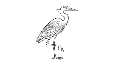 Obraz premium Large Grey Heron Bird Standing Alone.