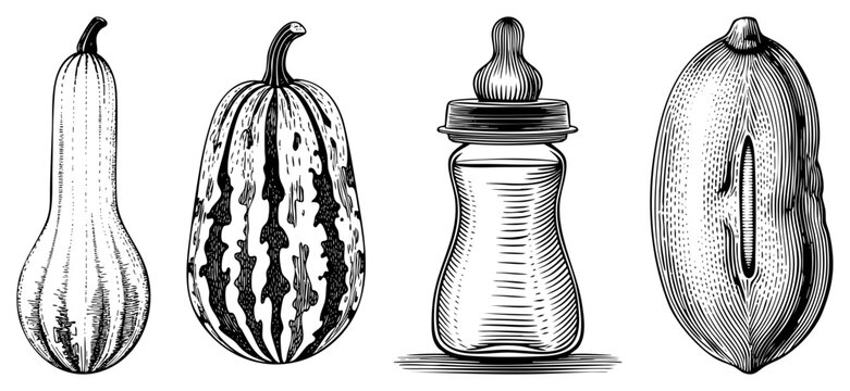 Hand drawn ink sketches featuring a long neck squash, a marrow, a small feeding bottle, and a sliced pepon. These detailed art illustrations capture rustic harvest and nursery elements.