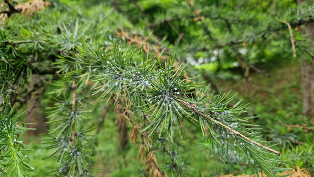 A branch of a larch tree affected by the larch hermes. The needles show characteristic white waxy secretions, under which the larvae of the pest hide. A close-up shows signs of the tree's disease