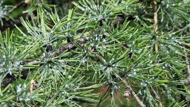 A branch of a larch tree affected by the larch hermes. The needles show characteristic white waxy secretions, under which the larvae of the pest hide. A close-up shows signs of the tree's disease