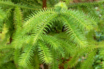Cunninghamia lanceolata is an evergreen coniferous tree in the cypress family (Cupressaceae). March. © anna608