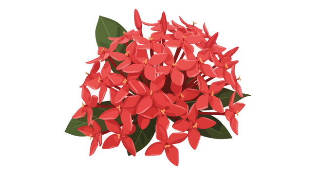 Close-up of a vibrant red ixora flower cluster with green leaves.