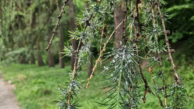 A branch of a larch tree affected by the larch hermes. The needles show characteristic white waxy secretions, under which the larvae of the pest hide. A close-up shows signs of the tree's disease