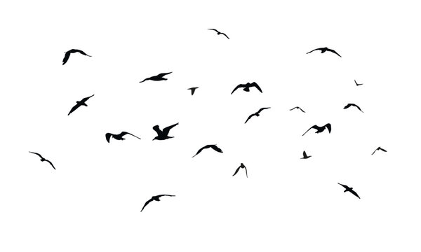 Black vector flying birds flock silhouettes isolated on white background