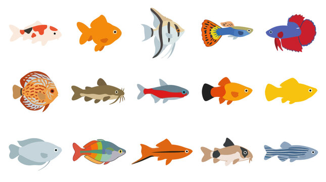 Flat Style Vector Illustration of Various Aquarium Fish Species, Isolated on White