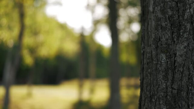 Close-up of a tree trunk in the foreground with a park landscape in the background