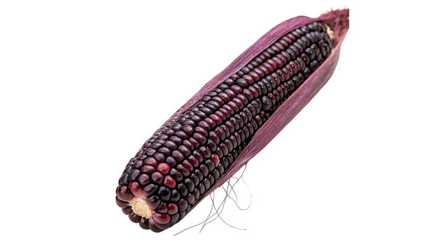 Single fresh raw purple corn cob sweet organic vegetable agriculture crop on transparent background