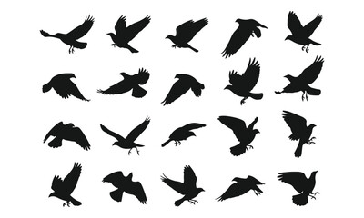 Fototapeta premium Bird Silhouettes Flying and Landing Isolated on White Background