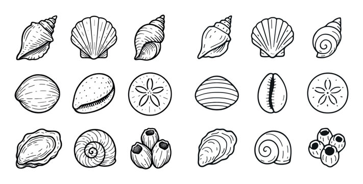 Coastal icons with conch scallop sand dollar sketch