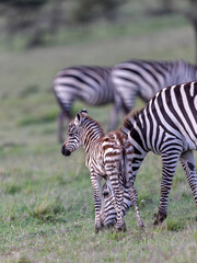 Obraz premium Baby Zebra with Mother