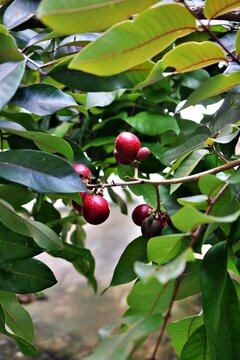 Demak City, Indonesia - Thursday, December 25, 2025: Longan fruit grows in the middle of a rice field in Sumberejo Village, Demak City, Central Java Province, Indonesia on Thursday, December 25, 2025.