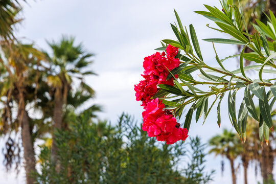 Red oleander flowering shrub in a Mediterranean garden in Paphos, Cyprus, with palm trees and subtropical resort atmosphere.