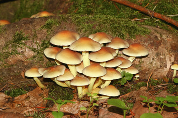 Fototapeta premium Pilz Grünblättriger Schwefelkopf, Hypholoma fasciculare