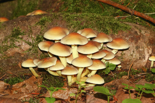 Pilz Gr&uuml;nbl&auml;ttriger Schwefelkopf, Hypholoma fasciculare