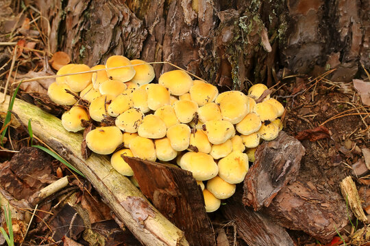 Pilz Graubl&auml;ttriger Schwefelkopf, Hypholoma capnoides