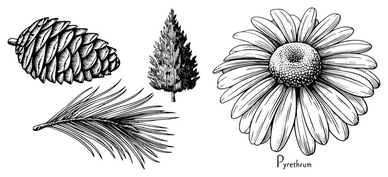 Hand drawn botanical collection showcasing a detailed pine cone, also known as a seed pod, alongside a delicate Pyrethrum daisy. This set includes forest greenery and a fine wildflower.