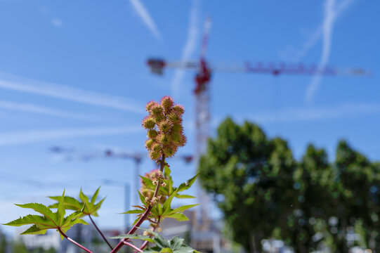 Ricin en fleurs dans la ville avec des grues de chantier en arri&egrave;re-plan