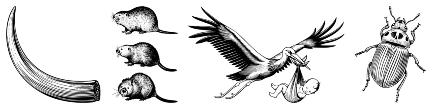 Intricate woodcut drawings featuring a large tusk, small muskrat creatures, a stork delivering a baby, and a heavy beetle. These fine engravings capture a classic naturalist aesthetic.