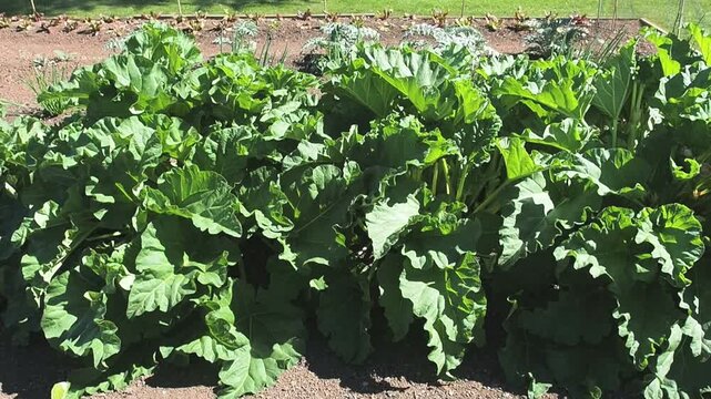 rhubarb