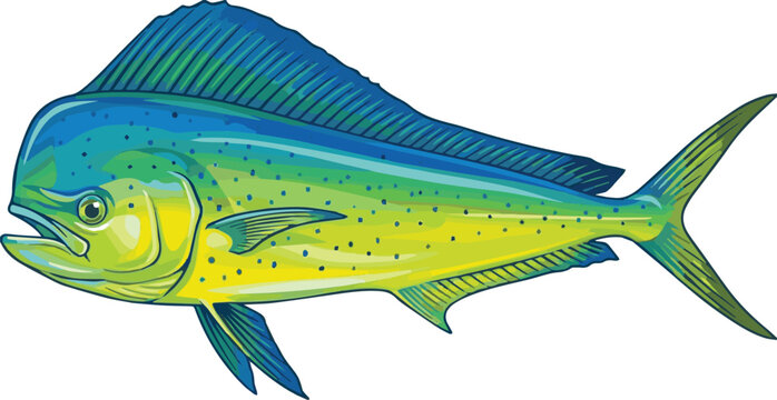 Detailed vector illustration of a mahi-mahi fish, also known as common dolphinfish, showcasing vibrant blue and yellow colors, isolated on a white background for marine life and fishing designs