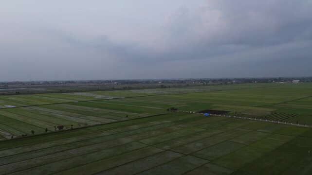 Bird's eye view capturing the geometric patterns of lush green agricultural fields and rice paddies. High altitude drone shot of rural farming land under a moody, grey sky at dusk.
