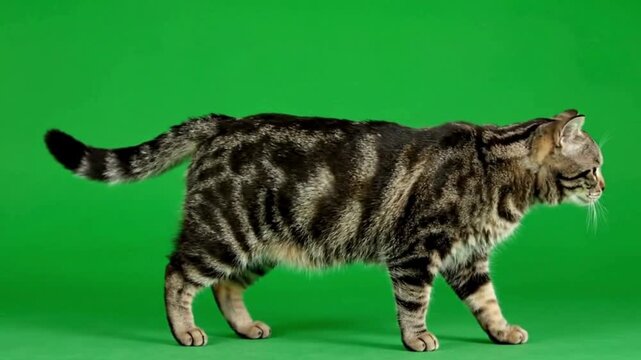 A domestic mackerel tabby cat with striking fur patterns walks gracefully in a studio setting isolated on a vibrant green screen background for easy compositing