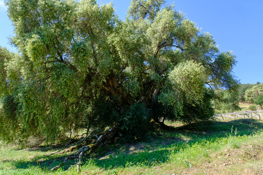 Parco degli olivastri millenari di Luras (OT), Sardegna