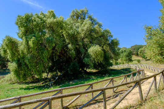 Parco degli olivastri millenari di Luras (OT), Sardegna