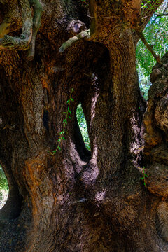 Parco degli olivastri millenari di Luras (OT), Sardegna