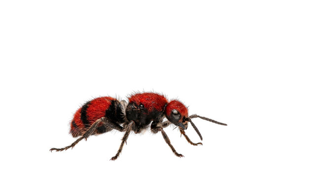 Red velvet ant macro photography, fuzzy cow killer wasp with vibrant crimson fur, wingless female mutillidae insect isolated PNG with Transparent Background