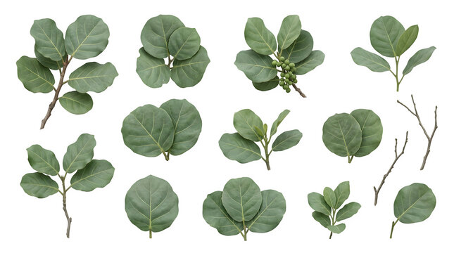 Set of sea grape leaves and branches isolated on transparent background