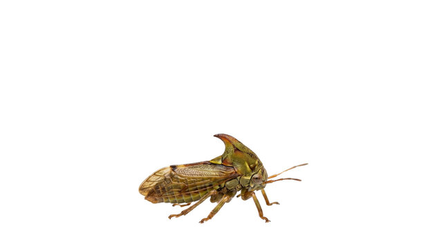 Macro treehopper insect with distinctive horn, brown thorn bug specimen, small cicada relative in profile view, exotic garden pest macro photography isolated PNG with Transparent Background
