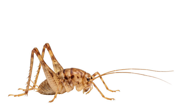 Camel cricket macro photography, brown spotted cave cricket profile, jumping insect with long antennae and powerful hind legs isolated PNG with Transparent Background