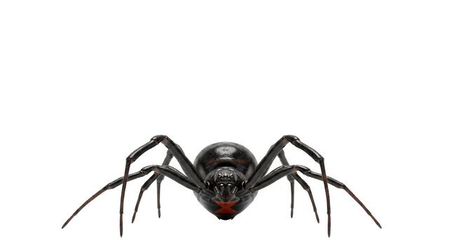 Black widow spider with red hourglass mark, venomous latrodectus arachnid, dangerous glossy black spider crawling forward isolated PNG with Transparent Background